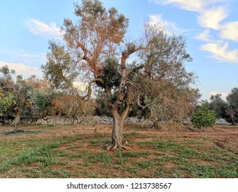 taly, serious problem of sick olive trees, xylella, economic difficulty due to the lack of oil production. poetic landscape of Puglia