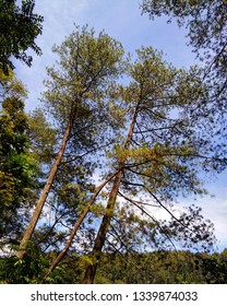 Taman Hutan Raya Tahura Ir H Juanda Picture Of Forest