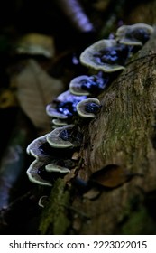 Taman Negara Pahang Malaysia FOREST