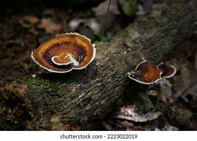 Taman Negara Pahang Malaysia FOREST