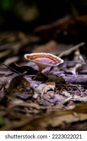 Taman Negara Pahang Malaysia FOREST