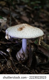 Taman Negara Pahang Malaysia FOREST