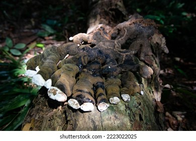 Taman Negara Pahang Malaysia FOREST