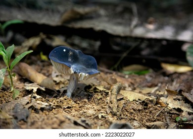 Taman Negara Pahang Malaysia FOREST