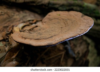 Taman Negara Pahang Malaysia FOREST