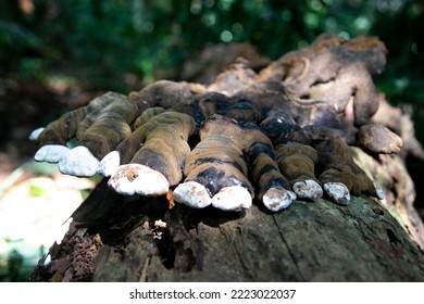 Taman Negara Pahang Malaysia FOREST