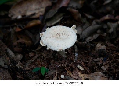 Taman Negara Pahang Malaysia FOREST