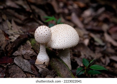 Taman Negara Pahang Malaysia FOREST