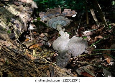 Taman Negara Pahang Malaysia FOREST