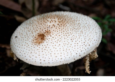 Taman Negara Pahang Malaysia FOREST