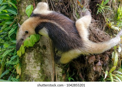 A Tamandua In The Arenal National Park Costa Rica