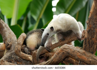 Tamandua Southern Anteater