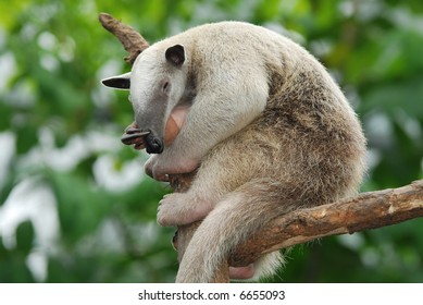 Tamandua Southern Anteater