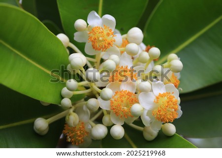 Tamanu flower (Calophyllum Inophyllum) ,the other commonly name called mastwood, beach calophyllum or beauty leaf.
It is a fragrant flowers, best known as an ornamental plant.Thailand