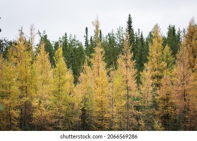 Tamarack and pine trees fall scenery 