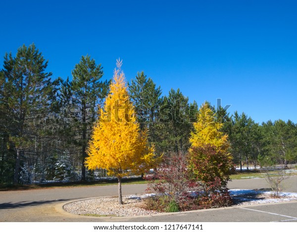 Tamarack Trees in Fall, yellow trees among\
evergreen pines in parking lot at Lake Itasca State Park, in\
Minnesota Autumn Scene
