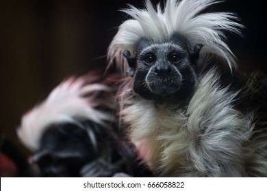 tamarin monkeys