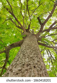 Tamarin Tree In Rainy Season