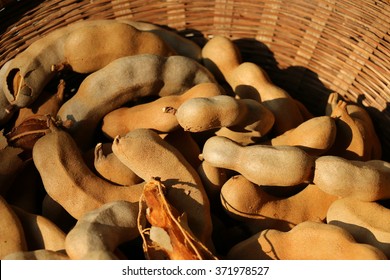 Tamarind In The Basket.Tamarind (Tamarindus Indica) Is A Leguminous Tree In The Family Fabaceae Indigenous To Tropical Africa. The Genus Tamarindus Is A Monotypic Taxon (having Only A Single Species).