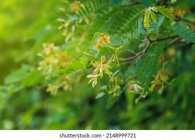 Tamarind Flower Tamarind Medium Large Tree Stock Photo 2148999721 ...