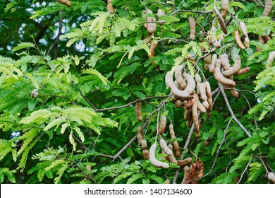 Tamarind Fruit On Tamarind Tree Plantation Stock Photo 1407134600 ...