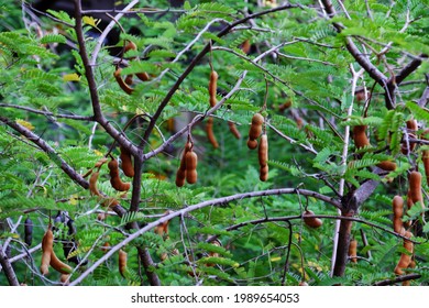 Tamarind Fruit On Urban Tree At Ho Chi Minh City, Viet Nam On Day