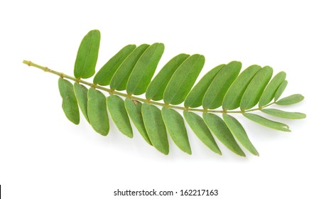 Tamarind Leaf Isolated On White