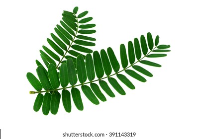 Tamarind Leaf Images Stock Photos Vectors Shutterstock