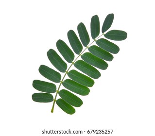 Tamarind Leaf Isolated On White Background