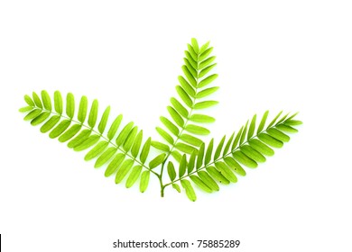 Tamarind Leaf Isolated On White