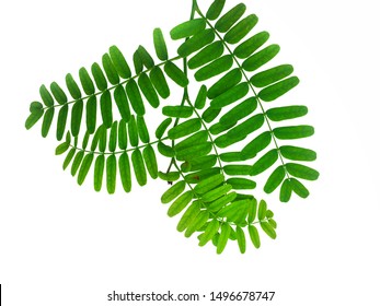 Tamarind Leaf On White Background