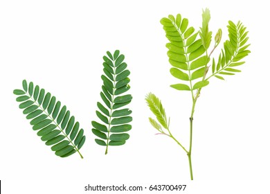 Tamarind Leaves Isolated.