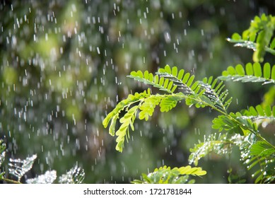 Tamarind Leaves In Sunshine Drizzle Rain