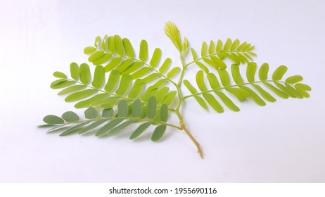 Tamarindus Indica Images Stock Photos Vectors Shutterstock