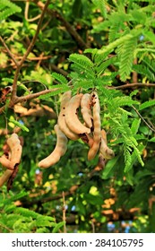 Tamarind On Tree