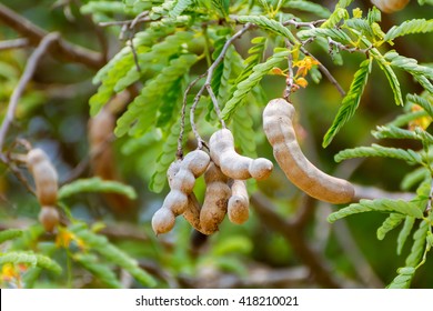 Tamarind On Tree