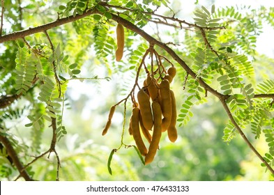 Tamarind On  Tree