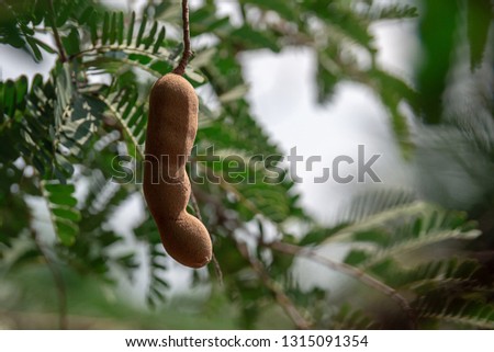 Tamarind on the tamarind tree covered with its green leaves