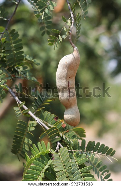 Tamarind On Tamarind Tree Leaves Close Stock Photo Edit Now