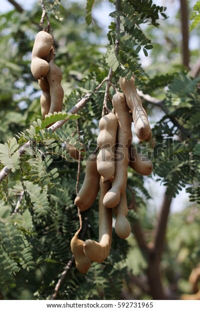 Tamarind On Tamarind Tree Leaves Close Stock Photo Edit Now