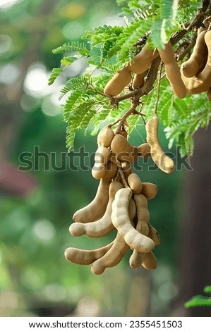 Tamarind from organic trees  Fresh and colorful fruits hanging from green branches in close-up view.