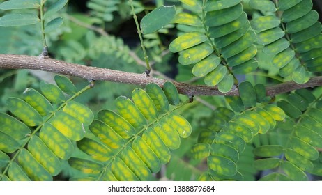 Tamarind (Tamarindus Indica) Is A Leguminous Tree In The Family Fabaceae Indigenous To Tropical Africa. The Genus Tamarindus Is A Monotypic Taxon (having Only A Single Species)