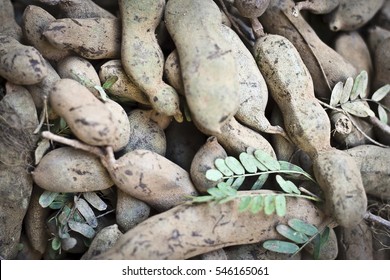 Tamarind (Tamarindus Indica ) Is A
Leguminous Tree In The Family
Fabaceae Indigenous To Tropical Africa . The Genus Tamarindus Is A Monotypic Taxon , Having Only A Single Species.