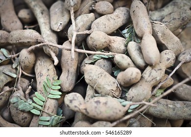 Tamarind (Tamarindus Indica ) Is A
Leguminous Tree In The Family
Fabaceae Indigenous To Tropical Africa . The Genus Tamarindus Is A Monotypic Taxon , Having Only A Single Species.
