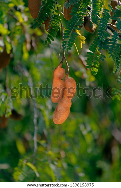 Tamarind Tamarindus Indica Tamarind Tree Produces Stock Photo Edit Now