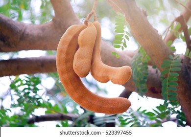 The Tamarind Tree