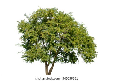 Tamarind Tree