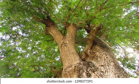 Tamarind Tree Branch