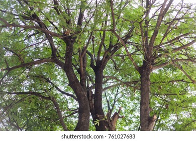 Tamarind Tree Height Stock Photo 761027683 | Shutterstock