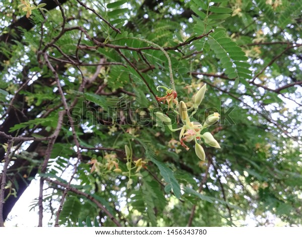 Tamarind Tree Tamarindus Indica Plant Flowers Stock Photo Edit Now Tamarind Tree Tamarindus Indica Plant Flowers Stock Photo Edit Now